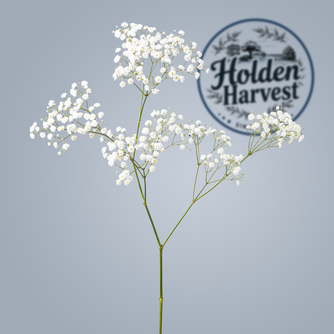 Baby's Breath-white-single